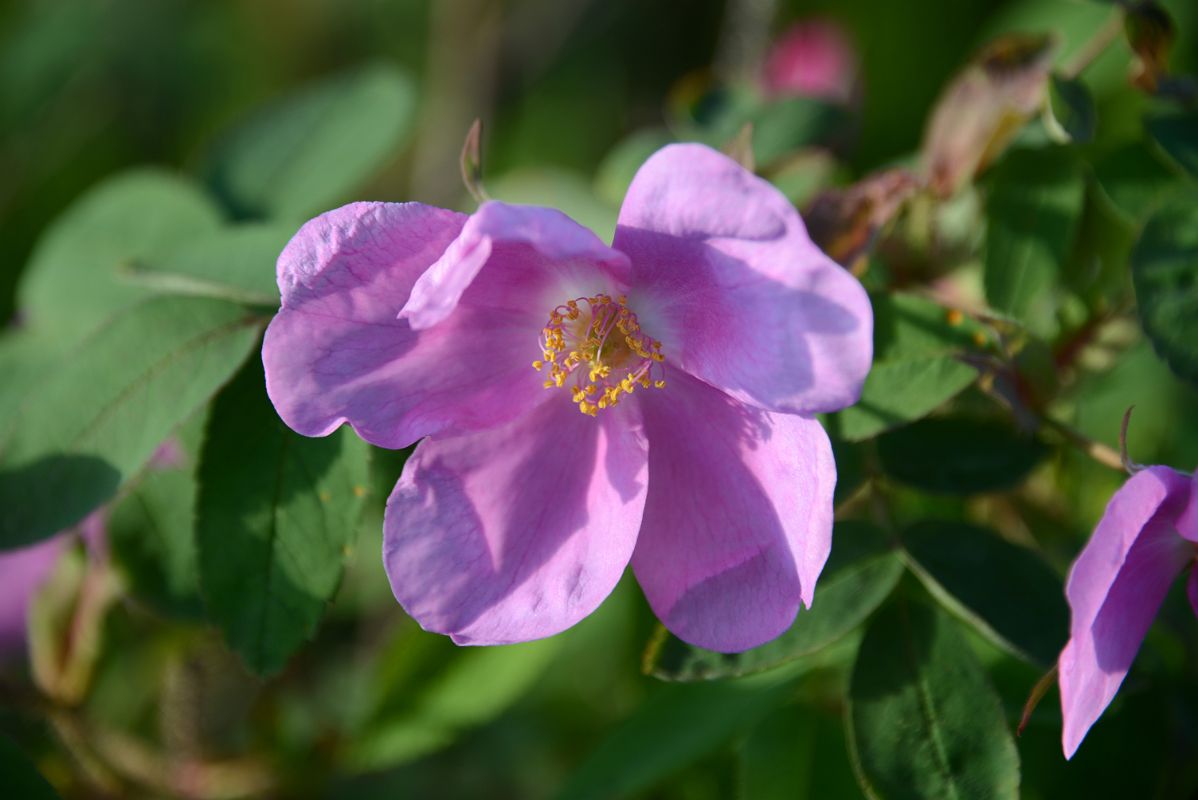 36D Wildflower At The Arctic Chalet in Inuvik Northwest Territories